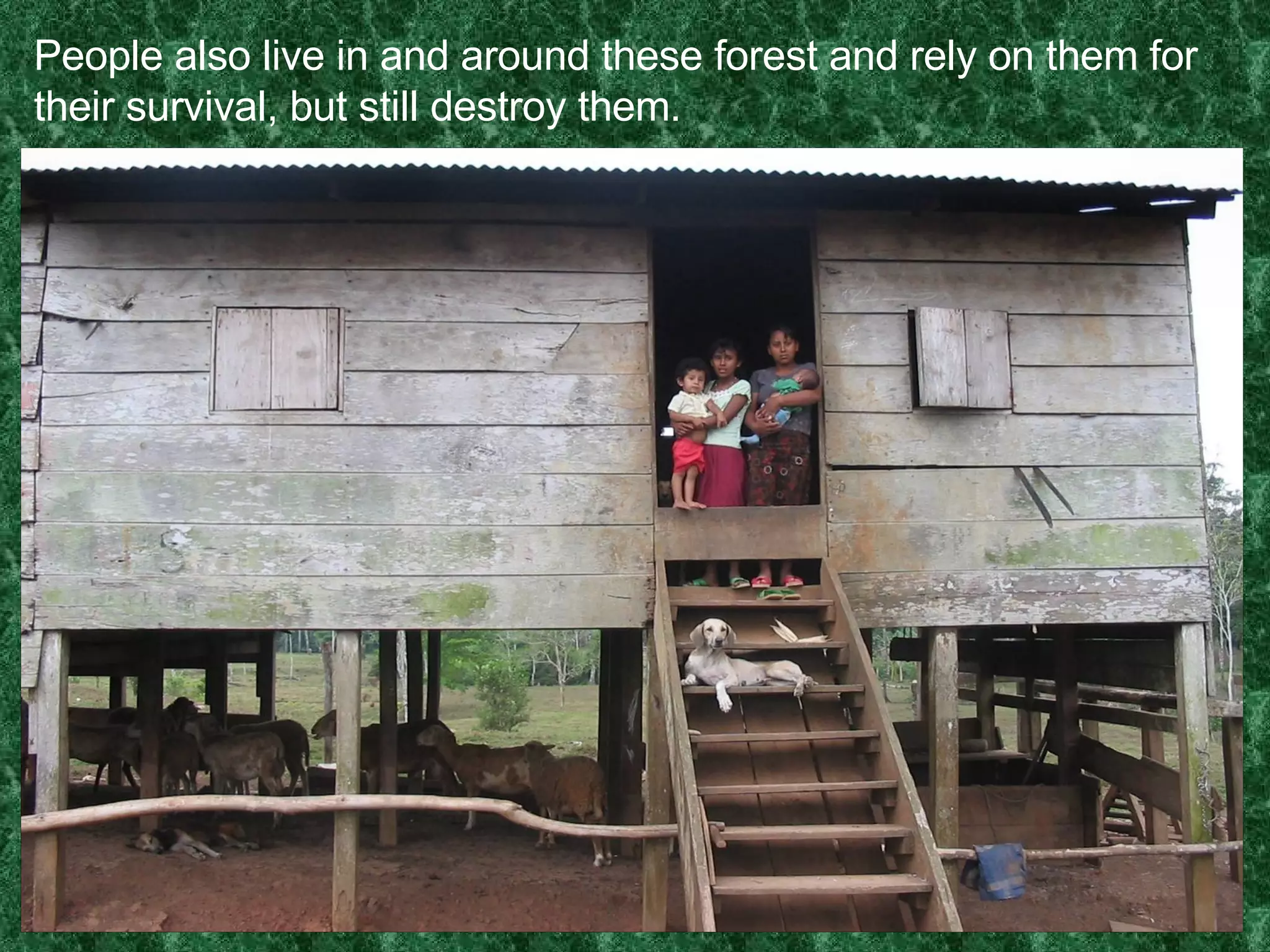 People also live in and around these forest and rely on them for their survival, but still destroy them. 