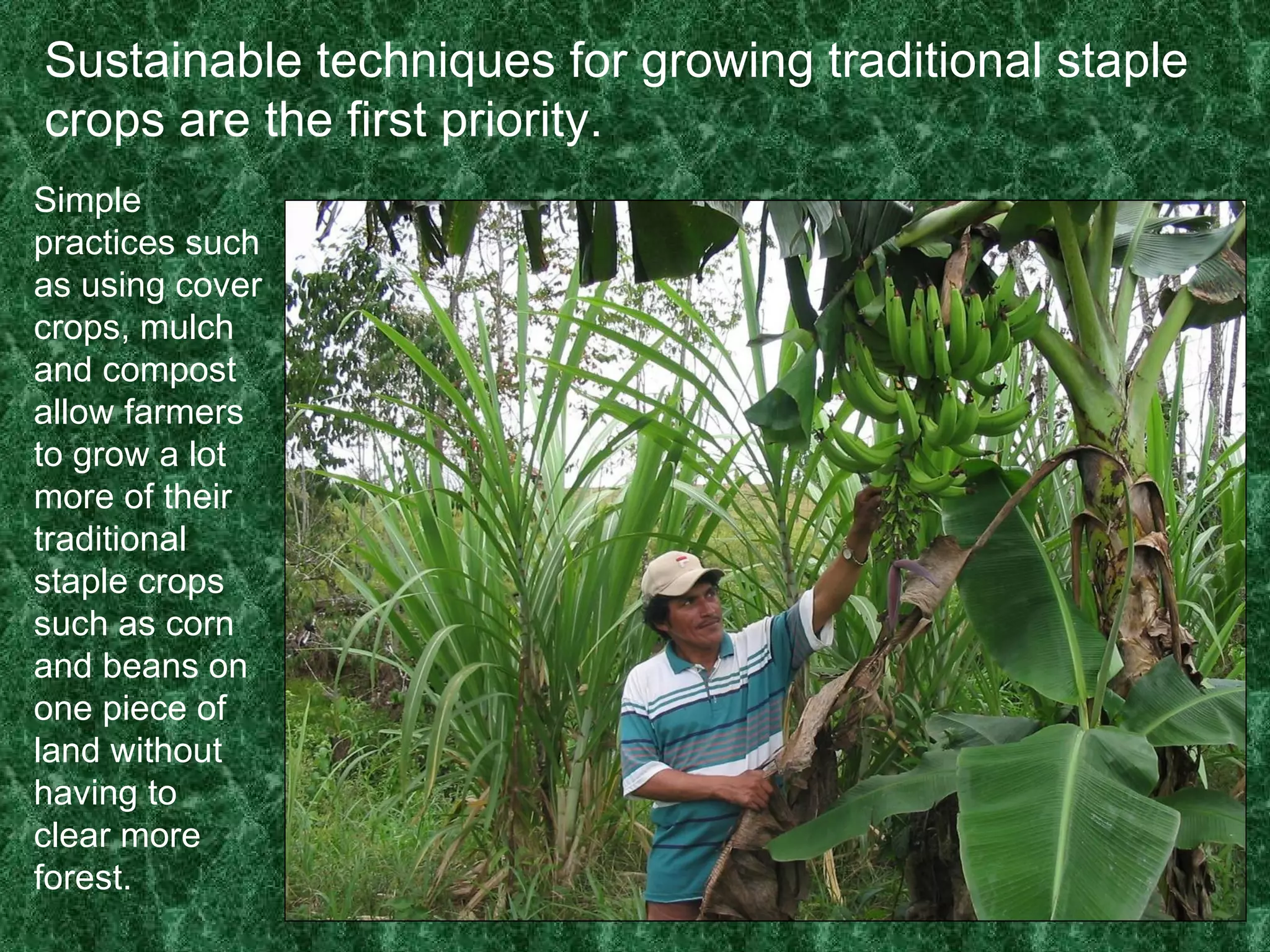 Sustainable techniques for growing traditional staple crops are the first priority. Simple practices such as using cover crops, mulch and compost allow farmers to grow a lot more of their traditional staple crops such as corn and beans on one piece of land without having to clear more forest. 