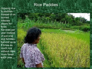 Rice Paddies Growing rice in paddies instead of on burned hillsides allows for three harvests per year instead of just one and families harvest up to 8 times as much rice without clear more forest each year. 