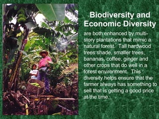 Biodiversity and Economic Diversity are both enhanced by multi-story plantations that mimic a natural forest.  Tall hardwood trees shade, smaller trees, bananas, coffee, ginger and other crops that do well in a forest environment.  This diversity helps ensure that the farmer always has something to sell that is getting a good price at the time. 