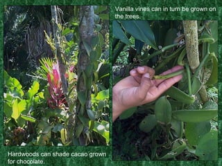 Hardwoods can shade cacao grown for chocolate. Vanilla vines can in turn be grown on the trees. 