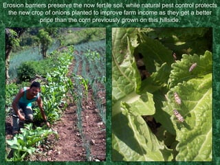 Erosion barriers preserve the now fertile soil, while natural pest control protects the new crop of onions planted to improve farm income as they get a better price than the corn previously grown on this hillside. 
