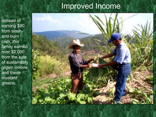 Improved Income Instead of earning $90 from slash-and-burn corn, this family earned over $2,000 from the sale of sustainably grown onions and these mustard greens. 