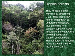 Tropical forests They mitigate global warming by absorbing CO2.  They also allow rainfall to get down to underground aquifers thus providing for a constant supply of water throughout the year, while avoiding floods and siltation of coral reefs.  This rainforest in Panama forms the watershed for the Panama Canal. 
