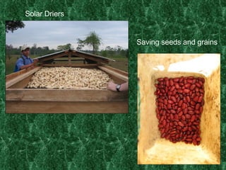 Saving seeds and grains Solar Driers 