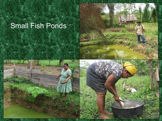 Small Fish Ponds 
