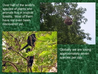 Over half of the world’s species of plants and animals live in tropical forests.  Most of them have not even been discovered yet.  Globally we are losing approximately seven species per day.  
