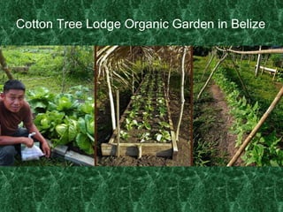 Cotton Tree Lodge Organic Garden in Belize 