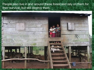 People also live in and around these forest and rely on them for their survival, but still destroy them. 