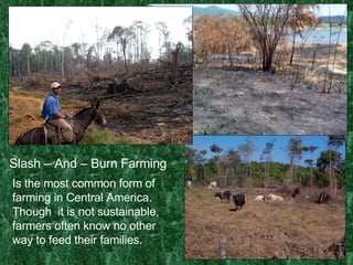 Slash – And – Burn Farming Is the most common form of farming in Central America.  Though  it is not sustainable, farmers often know no other way to feed their families. 