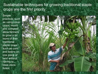 Sustainable techniques for growing traditional staple crops are the first priority. Simple practices such as using cover crops, mulch and compost allow farmers to grow a lot more of their traditional staple crops such as corn and beans on one piece of land without having to clear more forest. 