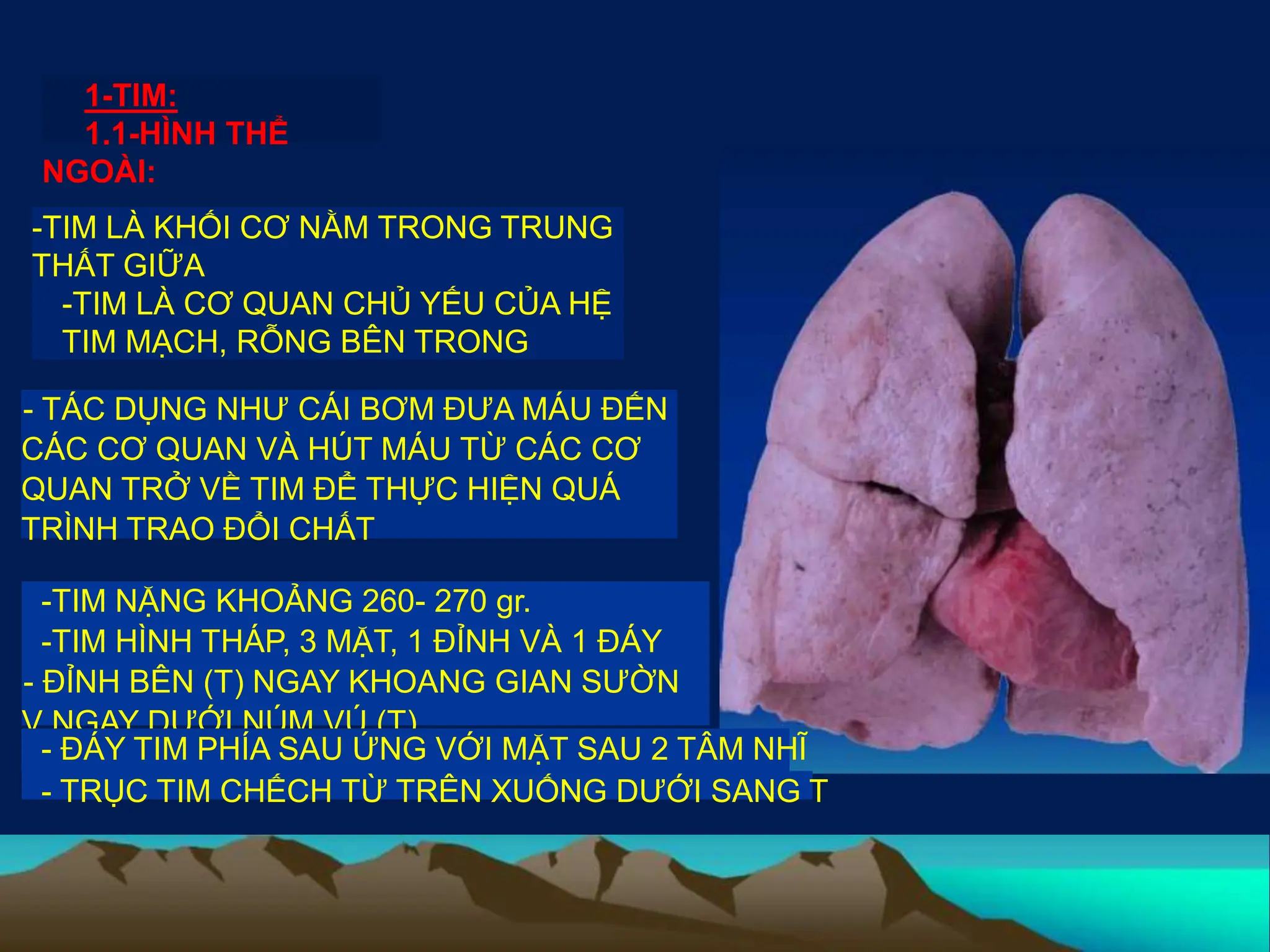 SLIDE SĐH TIM VÀ MẠCH MÁU.pptx