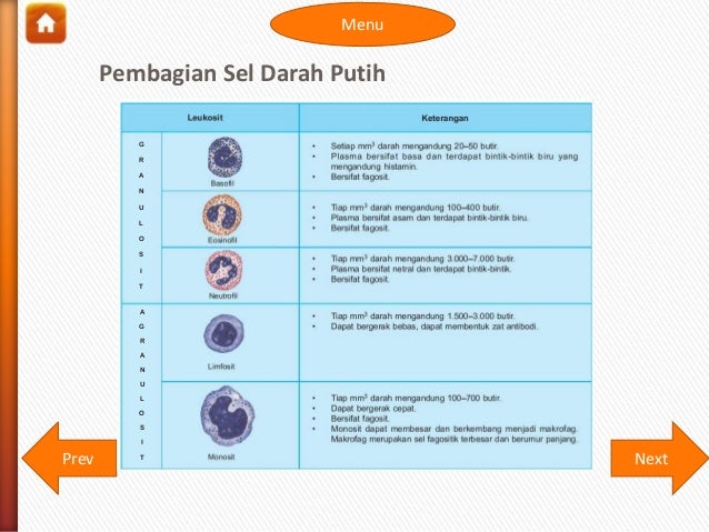 Sistem Peredaran Darah Manusia 15685654