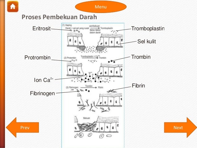 Sistem Peredaran Darah Manusia 15685654