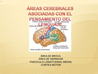 )
ÁREA DE BROCA.
ÁREA DE WERNICKE
FASCICULO LONGITUDINAL MEDIAL
CORTEX MOTOR