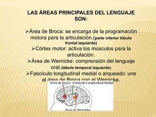 LAS ÁREAS PRINCIPALES DEL LENGUAJE
SON:
Área de Broca: se encarga de la programación
motora para la articulación.(parte inferior lóbulo
frontal izquierdo)
Córtex motor: activa los músculos para la
articulación.
Área de Wernicke: comprensión del lenguaje
oral.(lóbulo temporal izquierdo)
Fascículo longitudinal medial o arqueado: une
el área de Broca con el Wernicke.