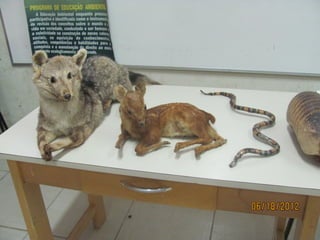 Slides mais educação joão evangelista