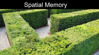 Spatial Memory
 
