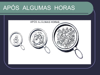 APÓS ALGUMAS HORAS
 