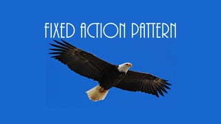 Fixed Action Pattern
