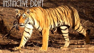 Instinctive Drift