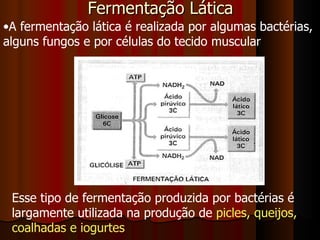 Fermentação Lática A fermentação lática é realizada por algumas bactérias, alguns fungos e por células do tecido muscular  Esse tipo de fermentação produzida por bactérias é largamente utilizada na produção de  picles, queijos, coalhadas e iogurtes 