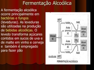 Fermentação Alcoólica A fermentação alcoólica ocorre principalmente em  bactérias e fungos  (leveduras). As leveduras são utilizadas na produção de  bebidas alcoólicas . O levedo transforma açúcares contidos em sucos de uva e de malte em vinho e cerveja e  também é empregado para fazer pão  