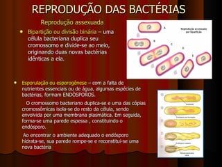 REPRODUÇÃO DAS BACTÉRIAS Reprodução assexuada   Bipartição ou divisão binária –  uma   célula bacteriana duplica seu cromossomo e divide-se ao meio, originando duas novas bactérias idênticas a ela. Esporulação ou esporogênese  – com a falta de nutrientes essenciais ou de água, algumas espécies de bactérias, formam ENDÒSPOROS. O cromossomo bacteriano duplica-se e uma das cópias cromossômicas isola-se do resto da célula, sendo envolvida por uma membrana plasmática. Em seguida, forma-se uma parede espessa , constituindo o endósporo. Ao encontrar o ambiente adequado o endósporo hidrata-se, sua parede rompe-se e reconstitui-se uma nova bactéria 