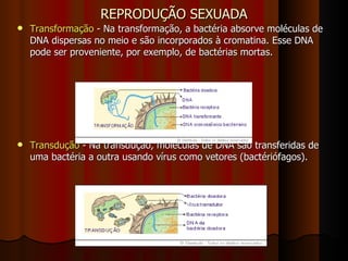 REPRODUÇÃO SEXUADA Transformação  - Na transformação, a bactéria absorve moléculas de DNA dispersas no meio e são incorporados à cromatina. Esse DNA pode ser proveniente, por exemplo, de bactérias mortas.  Transdução  - Na transdução, moléculas de DNA são transferidas de uma bactéria a outra usando vírus como vetores (bactériófagos).  