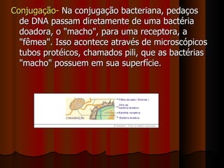 Conjugação-  Na conjugação bacteriana, pedaços de DNA passam diretamente de uma bactéria doadora, o "macho", para uma receptora, a "fêmea". Isso acontece através de microscópicos tubos protéicos, chamados pili, que as bactérias "macho" possuem em sua superfície. 