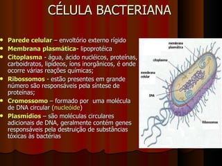 CÉLULA BACTERIANA Parede celular  – envoltório externo rígido Membrana plasmática-  lipoprotéica Citoplasma   - água, ácido nucléicos, proteínas, carboidratos, lipídeos, íons inorgânicos, é onde ocorre várias reações químicas; Ribossomos   - estão presentes em grande número são responsáveis pela síntese de proteínas; Cromossomo  – formado por  uma molécula de DNA circular ( nucleóide )  Plasmídios  – são moléculas circulares adicionais de DNA, geralmente contém genes responsáveis pela destruição de substâncias tóxicas às bactérias 