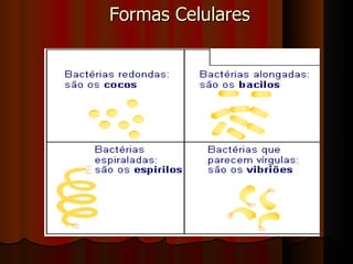 Formas Celulares 