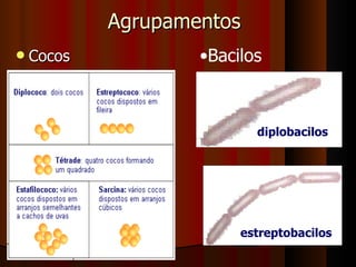 Agrupamentos Cocos Bacilos estreptobacilos diplobacilos 
