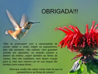 OBRIGADA!!! “ Não se preocupem com a necessidade de comer, beber e vestir...Vejam os passarinhos, eles não semeiam, não colhem, nem guardam comida em depósitos, no entanto comem e bebem do melhor...vejam também as flores do campo, elas não trabalham, nem fazem roupas para si, mas nem mesmo um rei usa roupas tão bonitas como essas flores... Será que vocês não valem muito mais do que os passarinhos e as flores do campo? 