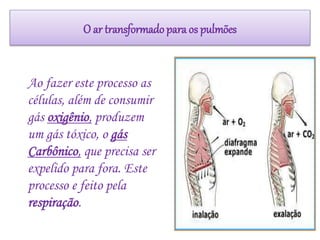 Ao fazer este processo as
células, além de consumir
gás oxigênio, produzem
um gás tóxico, o gás
Carbônico, que precisa ser
expelido para fora. Este
processo e feito pela
respiração.
O ar transformadopara os pulmões
 