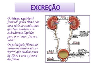 O sistema excretor é
formado pelos rins e por
uma série de condutores
que transportam essa
substâncias liquidas
para o exterior, fezes e
urina.
Os principais filtros do
nosso organismo são os
RINS que medem cerca
de 10cm e tem a forma
do feijão.
 