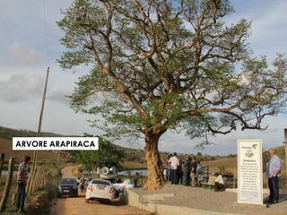 ARVORE ARAPIRACA
 