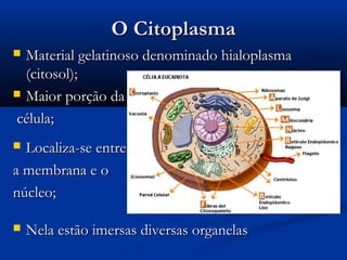 O CitoplasmaO Citoplasma
 Material gelatinoso denominado hialoplasmaMaterial gelatinoso denominado hialoplasma
(citosol);(citosol);
 Maior porção daMaior porção da
célula;célula;
 Localiza-se entreLocaliza-se entre
a membrana e oa membrana e o
núcleo;núcleo;
 Nela estão imersas diversas organelasNela estão imersas diversas organelas
 