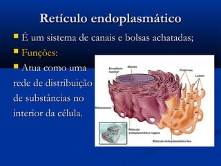 Retículo endoplasmáticoRetículo endoplasmático
 É um sistema de canais e bolsas achatadas;É um sistema de canais e bolsas achatadas;
 Funções:Funções:
 Atua como umaAtua como uma
rede de distribuiçãorede de distribuição
de substâncias node substâncias no
interior da célula.interior da célula.
 