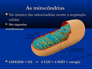 As mitocôndriasAs mitocôndrias
 No interior das mitocôndrias ocorre a respiraçãoNo interior das mitocôndrias ocorre a respiração
celularcelular
 São organelasSão organelas
membranosasmembranosas
 C6H12O6 + O2 -> 6 CO2 + 6 H2O + energiaC6H12O6 + O2 -> 6 CO2 + 6 H2O + energia
 