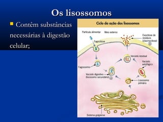 Os lisossomosOs lisossomos
 Contêm substânciasContêm substâncias
necessárias à digestãonecessárias à digestão
celular;celular;
 