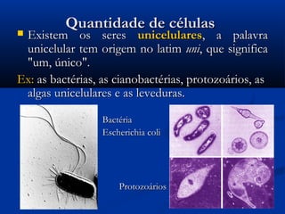 Quantidade de célulasQuantidade de células
 Existem os seresExistem os seres unicelularesunicelulares, a palavra, a palavra
unicelular tem origem no latimunicelular tem origem no latim uniuni, que significa, que significa
"um, único"."um, único".
Ex:Ex: as bactérias, as cianobactérias, protozoários, asas bactérias, as cianobactérias, protozoários, as
algas unicelulares e as leveduras.algas unicelulares e as leveduras.
BactériaBactéria
Escherichia coliEscherichia coli
ProtozoáriosProtozoários
 