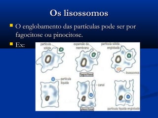 Os lisossomosOs lisossomos
 O englobamento das partículas pode ser porO englobamento das partículas pode ser por
fagocitose ou pinocitose.fagocitose ou pinocitose.
 Ex:Ex:
 