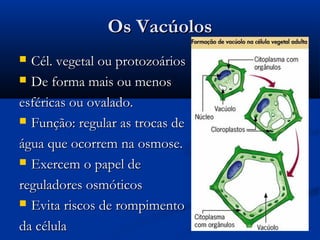Os VacúolosOs Vacúolos
 Cél. vegetal ou protozoáriosCél. vegetal ou protozoários
 De forma mais ou menosDe forma mais ou menos
esféricas ou ovalado.esféricas ou ovalado.
 Função: regular as trocas deFunção: regular as trocas de
água que ocorrem na osmose.água que ocorrem na osmose.
 Exercem o papel deExercem o papel de
reguladores osmóticosreguladores osmóticos
 Evita riscos de rompimentoEvita riscos de rompimento
da célulada célula
 