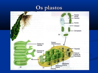 Os plastosOs plastos
 