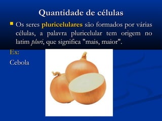 Quantidade de célulasQuantidade de células
 Os seresOs seres pluricelularespluricelulares são formados por váriassão formados por várias
células, a palavra pluricelular tem origem nocélulas, a palavra pluricelular tem origem no
latimlatim pluripluri, que significa "mais, maior"., que significa "mais, maior".
Ex:Ex:
CebolaCebola
 