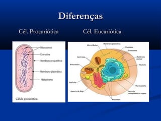 DiferençasDiferenças
Cél. ProcarióticaCél. Procariótica Cél. EucarióticaCél. Eucariótica
 