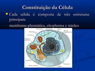 Constituição da CélulaConstituição da Célula
 Cada célula é composta de três estruturasCada célula é composta de três estruturas
principais:principais:
- membrana plasmática, citoplasma e núcleomembrana plasmática, citoplasma e núcleo
 