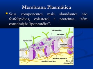 Membrana PlasmáticaMembrana Plasmática
 Seus componentes mais abundantes sãoSeus componentes mais abundantes são
fosfolipídios, colesterol e proteínas. “têmfosfolipídios, colesterol e proteínas. “têm
constituição lipoprotéica”.constituição lipoprotéica”.
 
