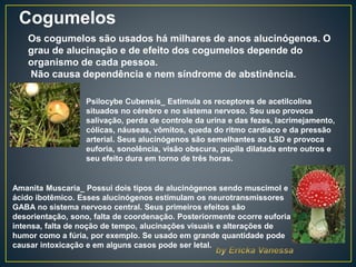 Cogumelos
Os cogumelos são usados há milhares de anos alucinógenos. O
grau de alucinação e de efeito dos cogumelos depende do
organismo de cada pessoa.
Não causa dependência e nem síndrome de abstinência.
Amanita Muscaria_ Possui dois tipos de alucinógenos sendo muscimol e
ácido ibotêmico. Esses alucinógenos estimulam os neurotransmissores
GABA no sistema nervoso central. Seus primeiros efeitos são
desorientação, sono, falta de coordenação. Posteriormente ocorre euforia
intensa, falta de noção de tempo, alucinações visuais e alterações de
humor como a fúria, por exemplo. Se usado em grande quantidade pode
causar intoxicação e em alguns casos pode ser letal.
Psilocybe Cubensis_ Estimula os receptores de acetilcolina
situados no cérebro e no sistema nervoso. Seu uso provoca
salivação, perda de controle da urina e das fezes, lacrimejamento,
cólicas, náuseas, vômitos, queda do ritmo cardíaco e da pressão
arterial. Seus alucinógenos são semelhantes ao LSD e provoca
euforia, sonolência, visão obscura, pupila dilatada entre outros e
seu efeito dura em torno de três horas.
 